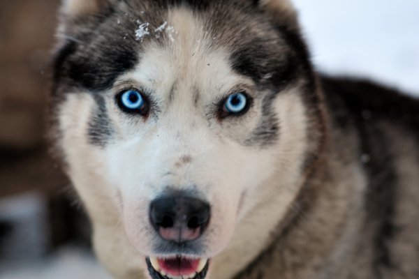 Schau mir in die blauen Augen | &copy;&nbsp;Wilderness Hotels & Safaris