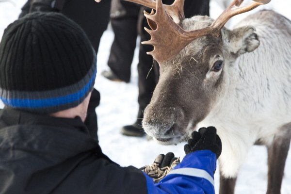 Les rennes mangent dans votre main | &copy;&nbsp;Wilderness Hotels & Safaris