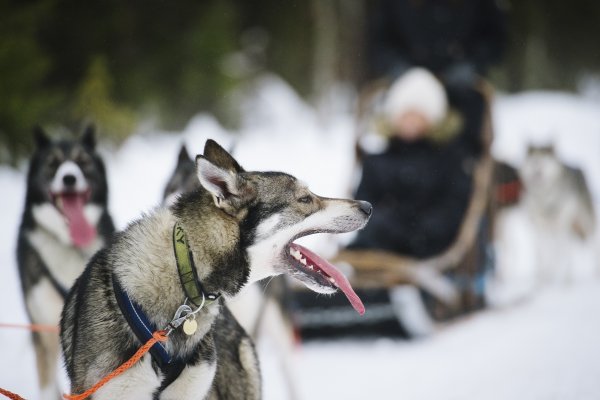 Slitta trainate dai cani  | &copy;&nbsp;Visit Finland