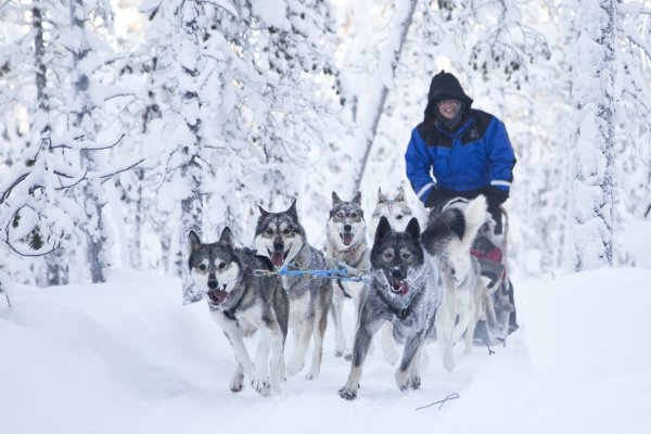 Les huskys s'en donnent à coeur joie | &copy;&nbsp;Wilderness Hotels & Safaris