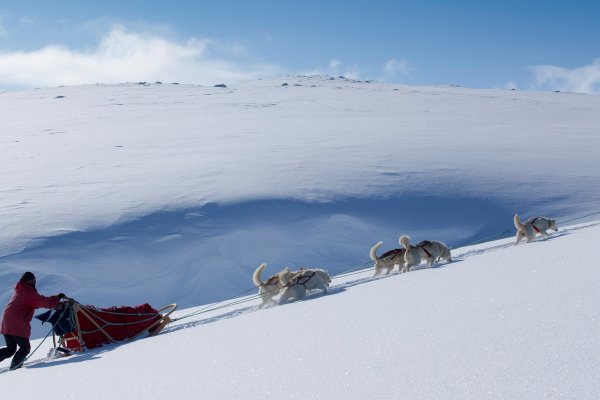 Jetzt gehts bergauf | &copy;&nbsp;Huskyfarm Innset