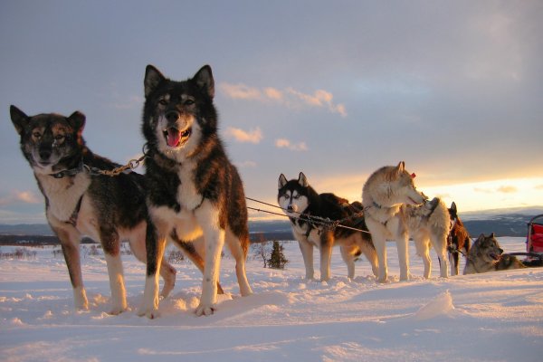 Huskyteam in der Abendsonne Schwedens | &copy;&nbsp;Stonecreek