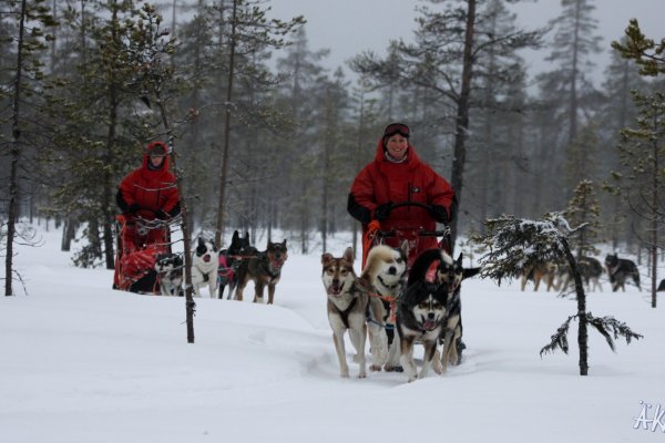 Huskyspass Finnland | &copy;&nbsp;Äkäskero Sleddogcenter