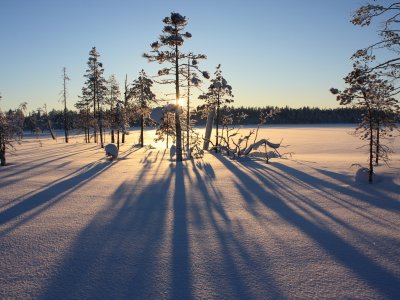 Friedliche Wälder und Natur