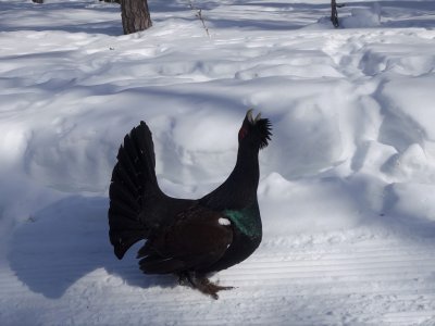 Encounter on the cross-country skiing trail