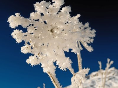 Meisterwurz im Winterkleid