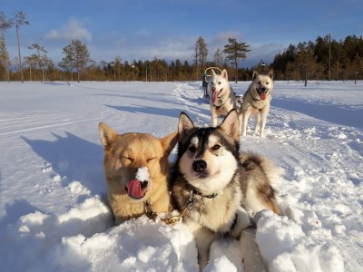 Petite pause également pour vos compagnons !