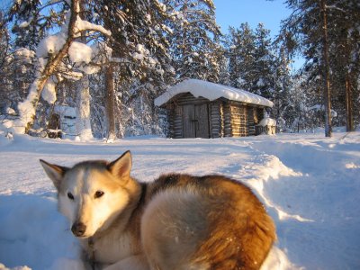 Huskygenuss im Abendlicht