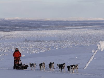 Liberté pour les chiens et l'homme en pleine nature