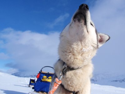 Husky dans la neige