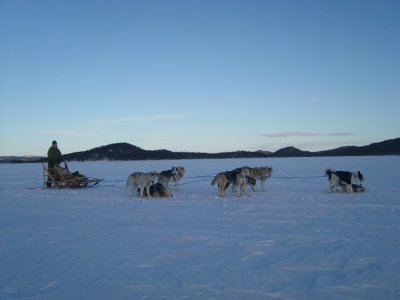 Safari en husky