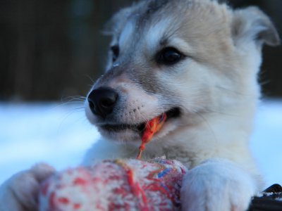 Husky Welpe