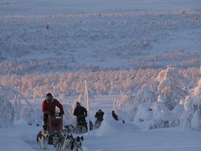 Equipe de traîneaux au crépuscule