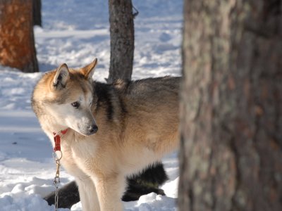 Huskygedanken