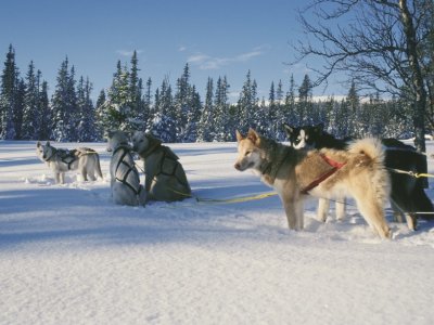 Les huskys dans leur élément naturel