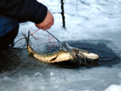 Pêche blanche
