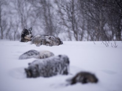 Leur fourrure les tient au chaud