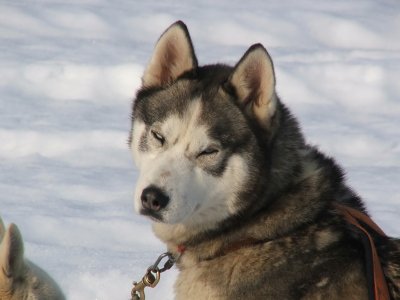 Treue Huskies