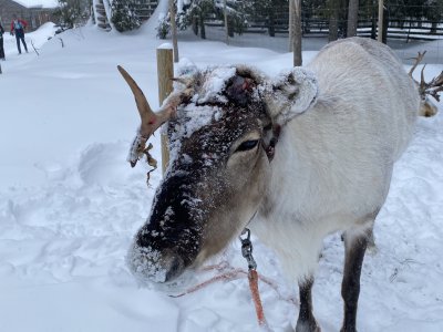 Rentier - in Lappland stete Begleiter