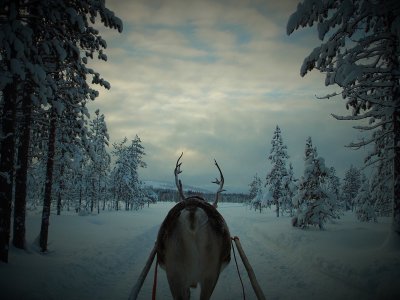 Kein Lappland ohne Rentiere