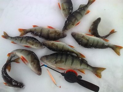 Eisfischen in Lappland: Der Fang