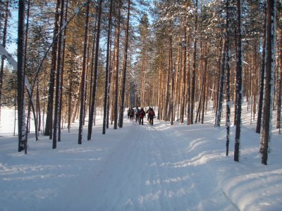 Through the birch forest