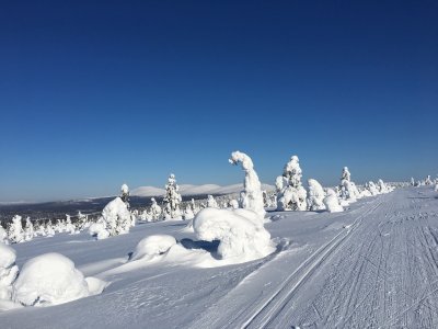 Les arbres momifiés !