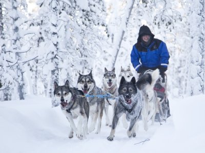Les huskys s'en donnent à coeur joie
