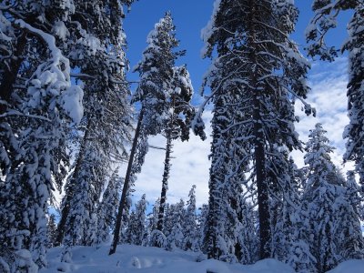 The Staz forest snow-covered 