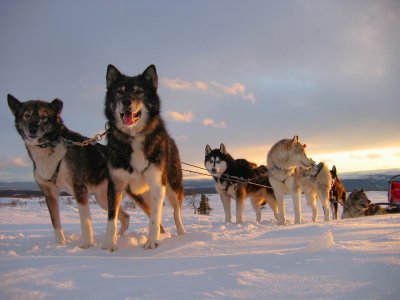 Huskyteam in der Abendsonne Schwedens