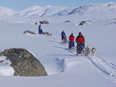 Groupe de chiens de traîneau en Laponie