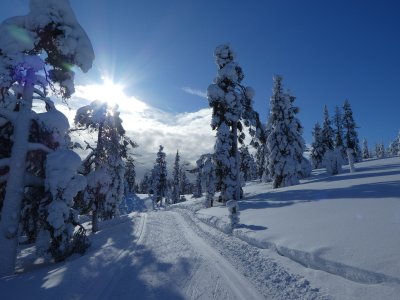 Les arbres recouverts de neige à Kukas