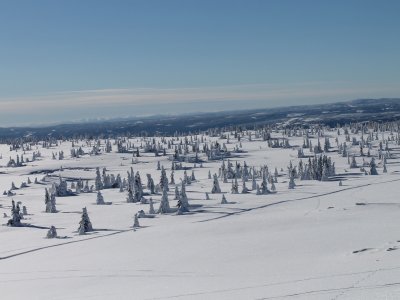 Verso Nordsetter