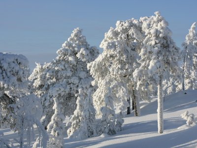 Natura innevata a Rovaniemi