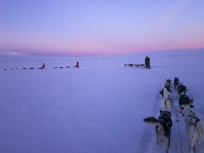 Groupes de chiens de traîneau en soirée