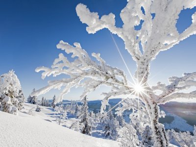 Arbre cristallisé dans la lumière