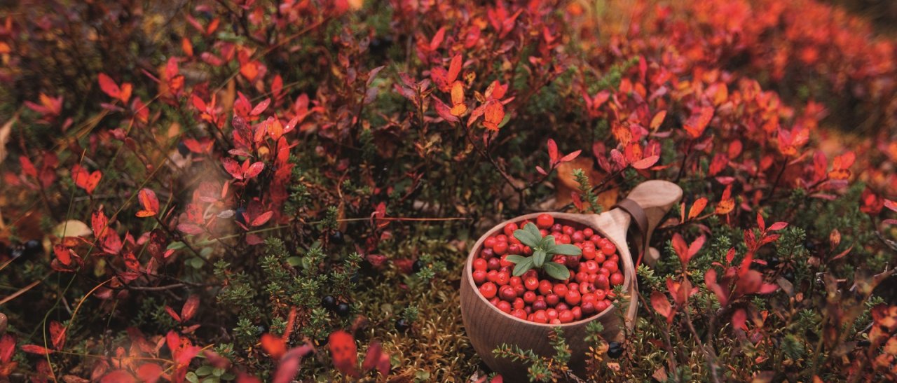 Farbenpracht des Herbstes