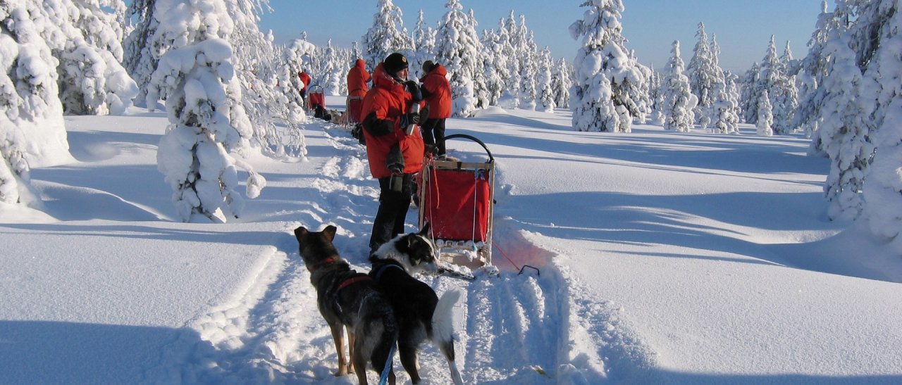 Frische Huskyspuren in Lappland