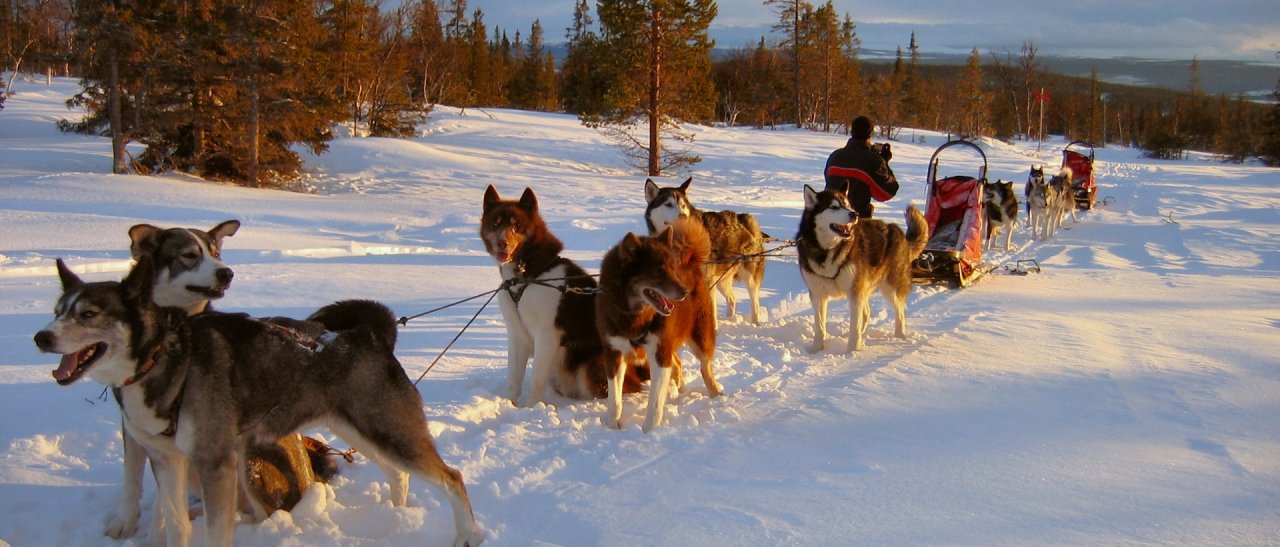 Husky Gespanne im warmen Abendlicht