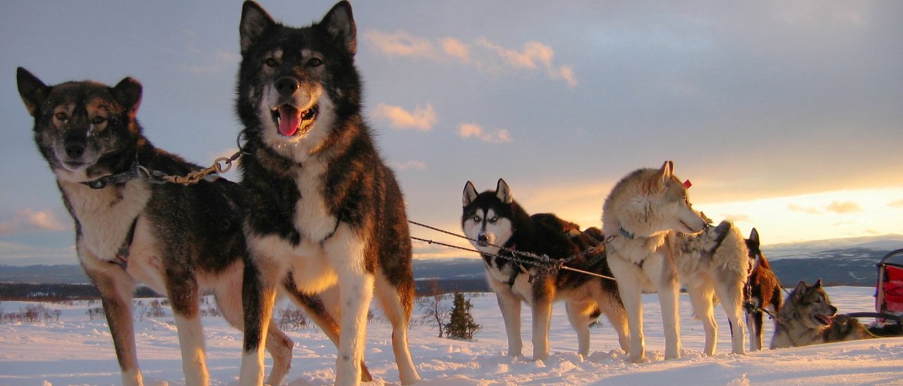 Huskyteam in der Abendsonne Schwedens