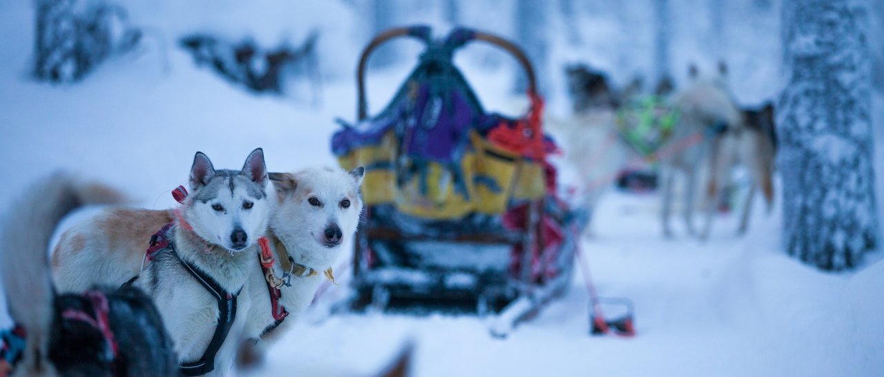 Huskies sehen und hören alles