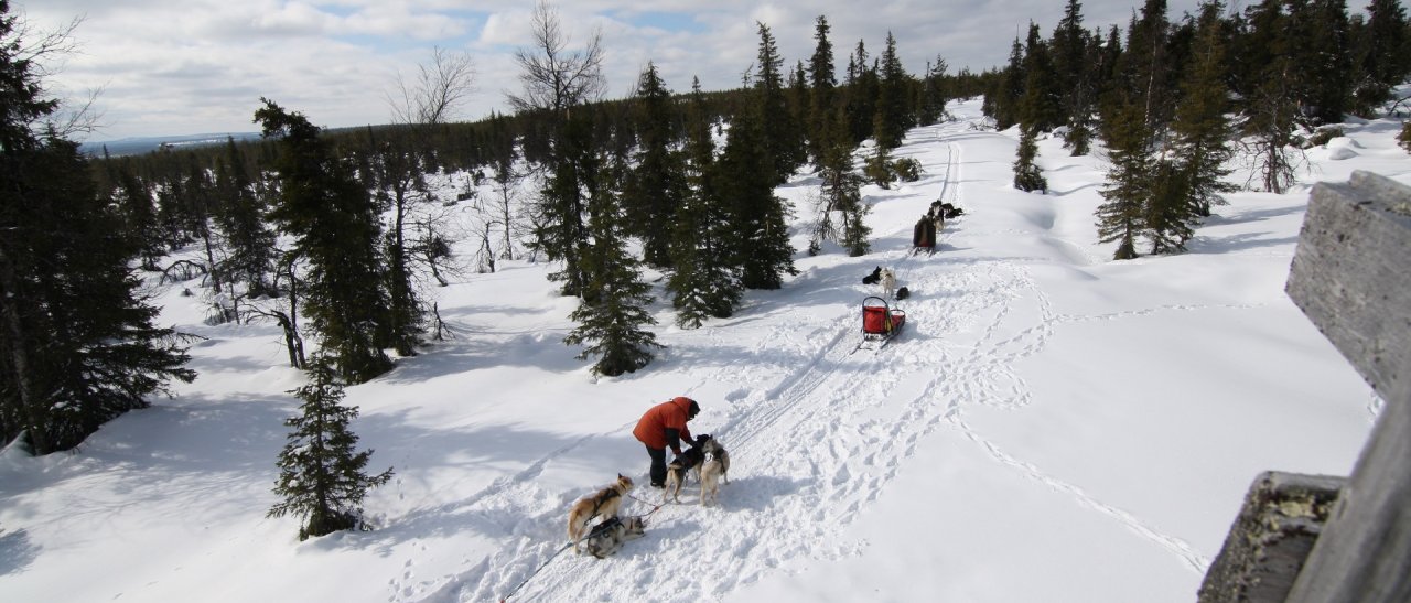 Huskyglück in Äkäskero