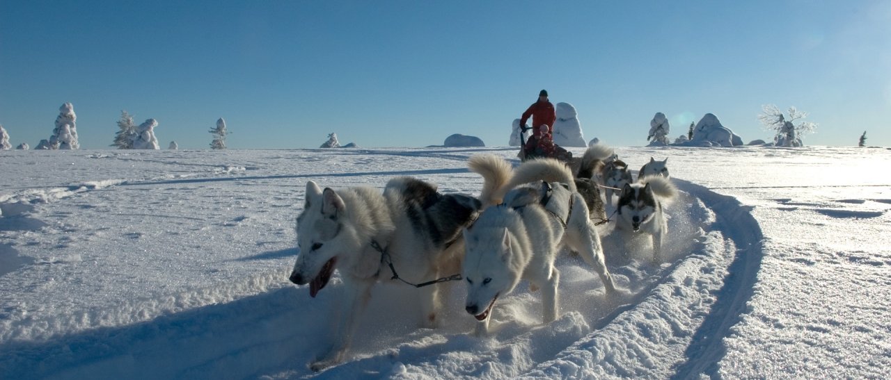 Eigenes Huskygespann