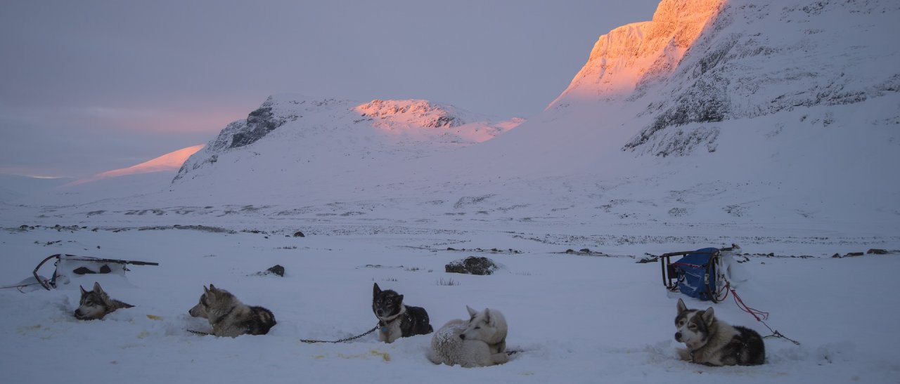 Husky Abendstimmung