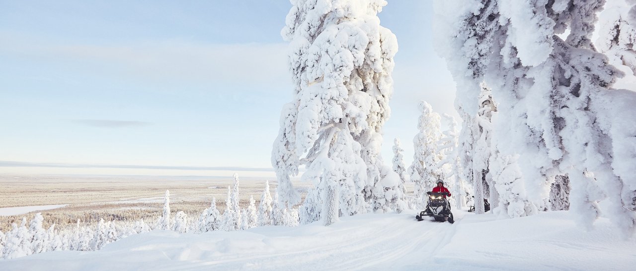 Bäume in der Winterstarre