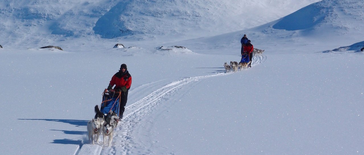 Huskies in ihrem Element