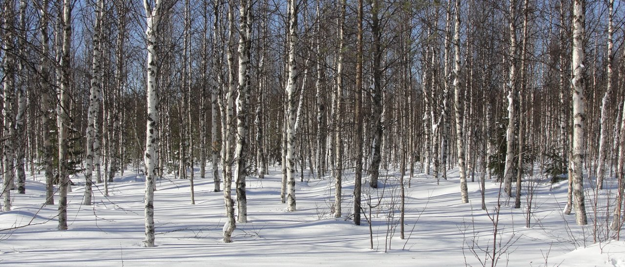Forêt de bouleaux