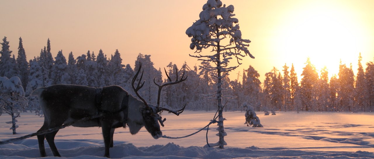 Auch Reindeers lieben Salla