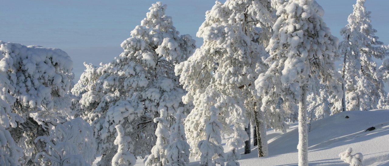 Natura innevata a Rovaniemi