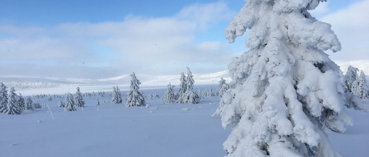 Winterstarre